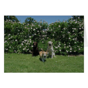 rosas y perritos