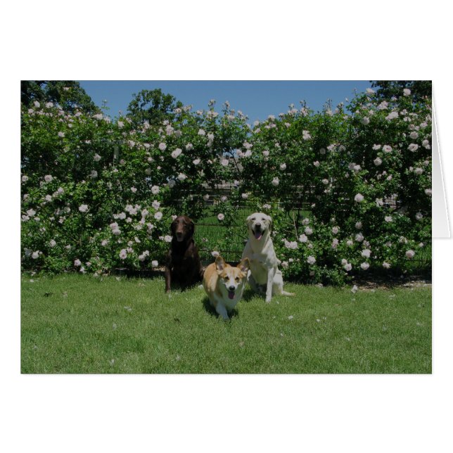 rosas y perritos (Anverso (Horizontal))