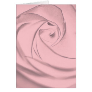 Rose - pale pink.jpg