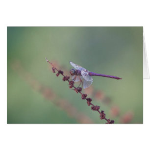 Roseate Skimmer Dragonfly