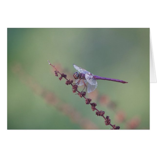 Roseate Skimmer Dragonfly (Anverso (Horizontal))