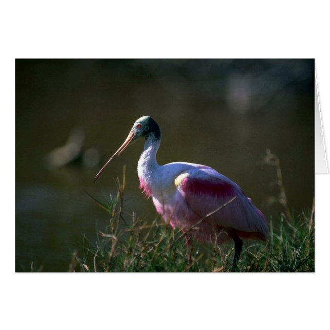 Roseate Spoonbill (Anverso (Horizontal))