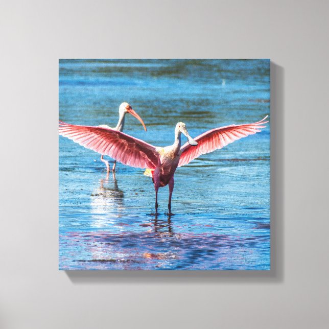 Roseate Spoonbill Lienzo envuelto de 12" x 12" (Anverso)