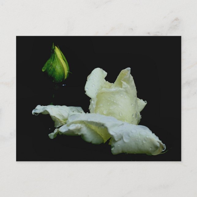 Rosebud después de la tarjeta postal de fotografía (Anverso)