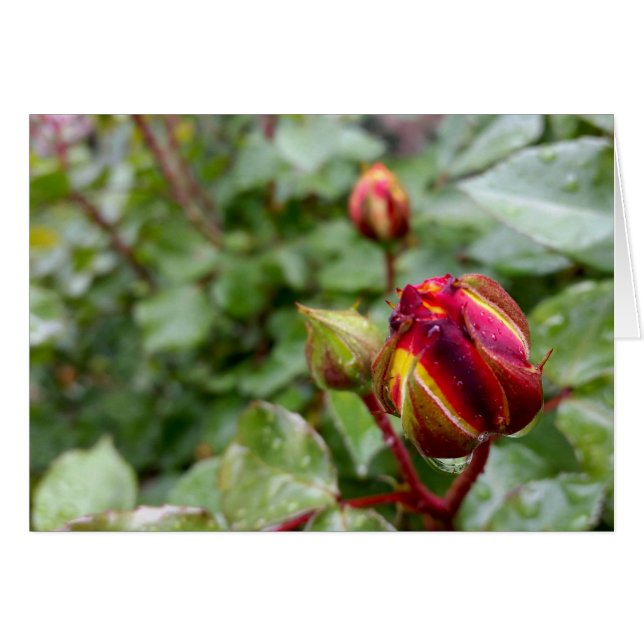 rosebud en la lluvia (Anverso (Horizontal))