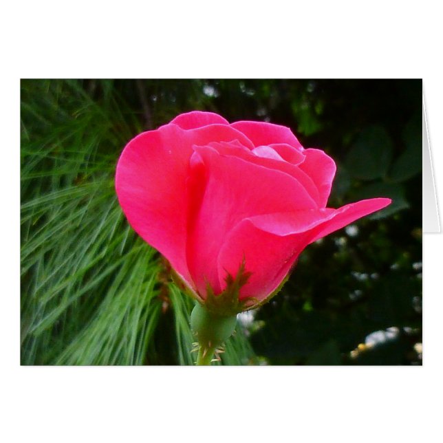 Rosebud en verde (Anverso (Horizontal))