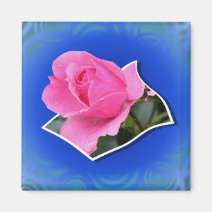 Rosebud Rosa Sale Imán Floral