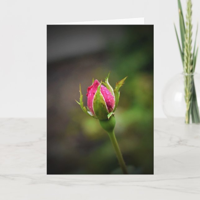 Rosebud, tarjeta (Anverso)