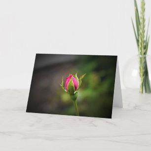 Rosebud, tarjeta