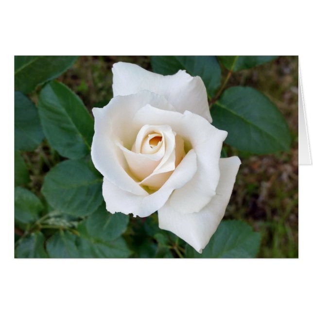 rosebudo blanco (Anverso (Horizontal))