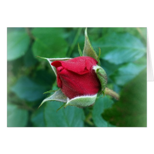 rosebudo rojo (Anverso (Horizontal))