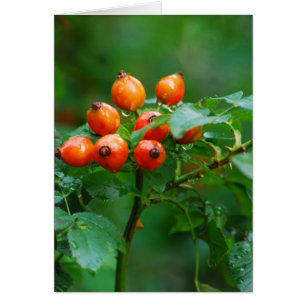 Rosehip después de la lluvia