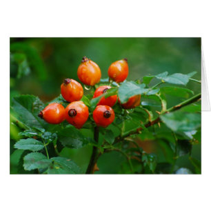 Rosehip después de la lluvia 3