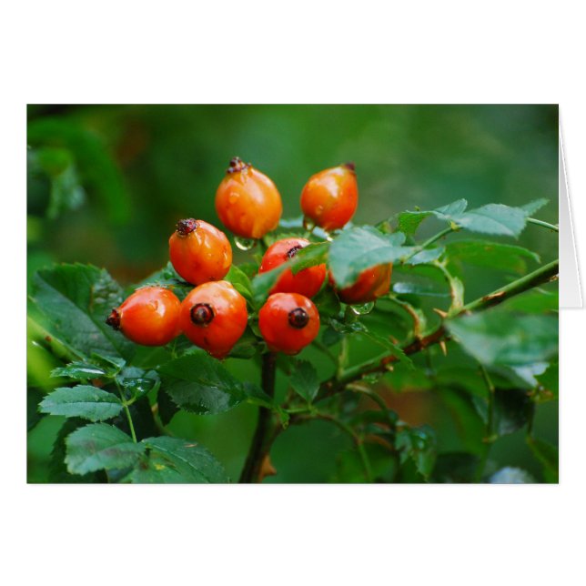 Rosehip después de la lluvia 3 (Anverso (Horizontal))