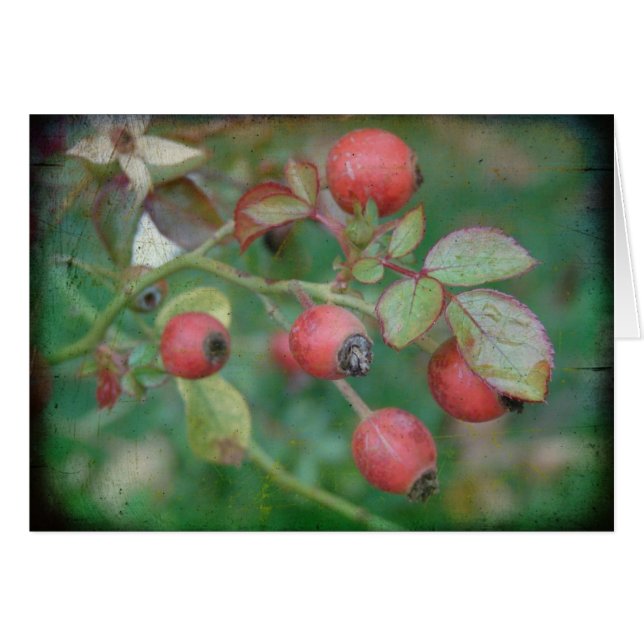 Rosehips con textura (Anverso (Horizontal))