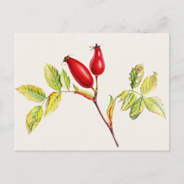 Rosehips, Rosa canina en postal acuarela (Anverso)