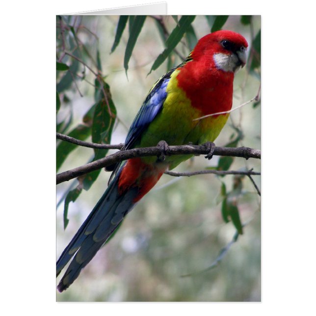 Rosella del este que consigue el gusano… (Frente)