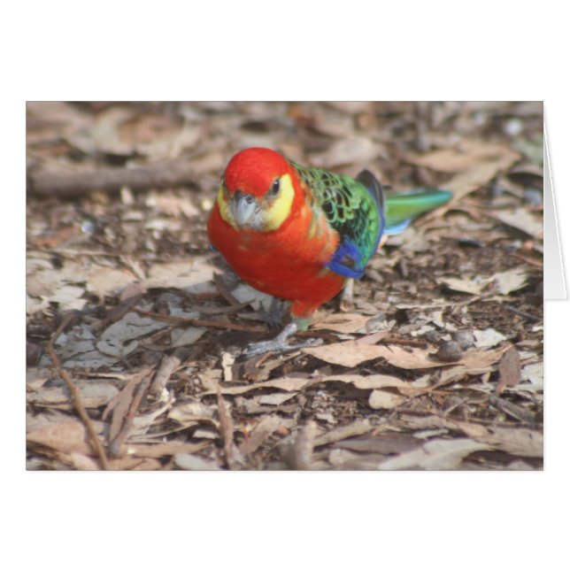 Rosella Occidental - Platycercus icterotis (Anverso (Horizontal))