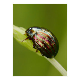 Rosemary Beetle Poster