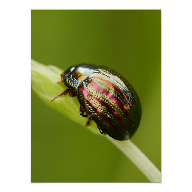 Rosemary Beetle Poster (Anverso)