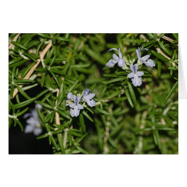 Rosemary en la foto de hierba de flores en flor de (Anverso (Horizontal))