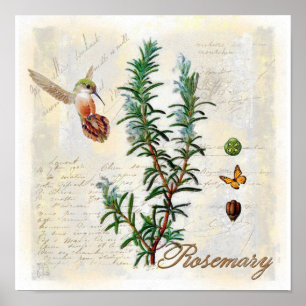 Rosemary, impresión botánica del arte del colibrí