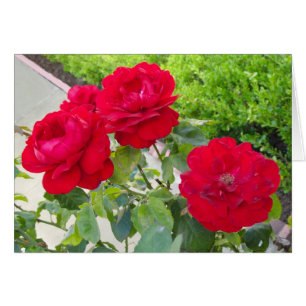 Roses rojos