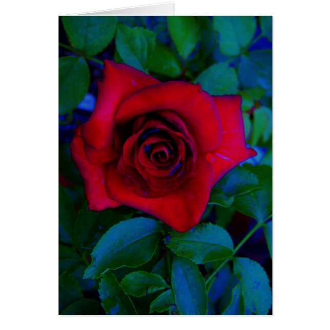 Roses rojos con tonos azules (Frente)