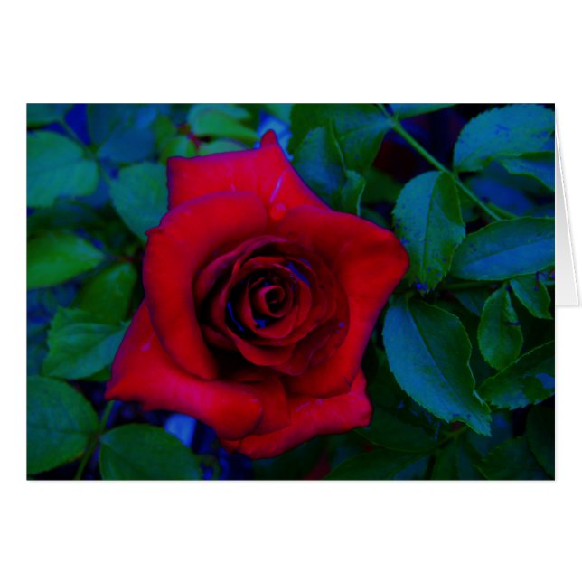 Roses rojos con tonos azules (Anverso (Horizontal))