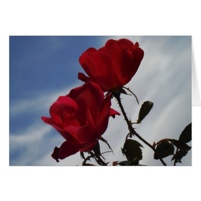 Roses rojos contra un brillante cielo azul (Anverso (Horizontal))