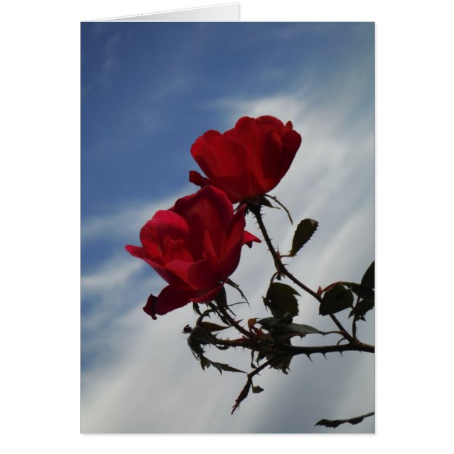 Roses rojos contra un brillante cielo azul (Frente)