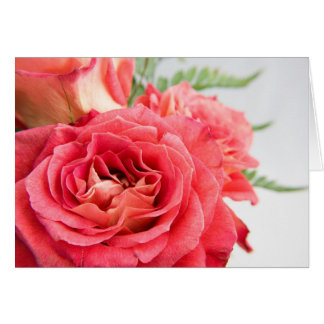 Roses rosadas de Velvety
