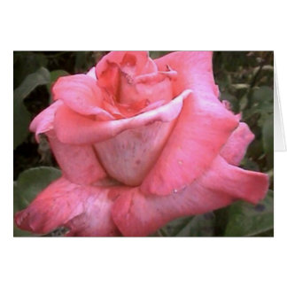 Rosey Pink