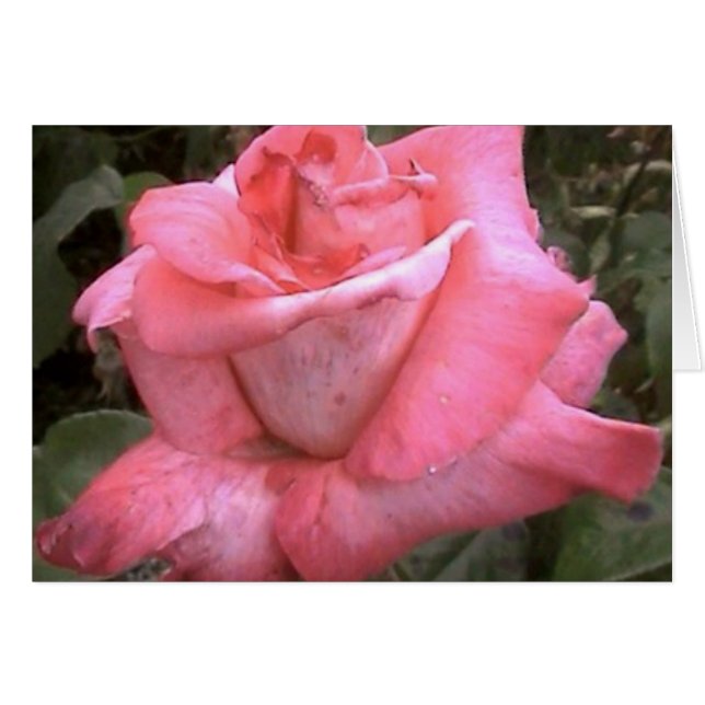 Rosey Pink (Anverso (Horizontal))