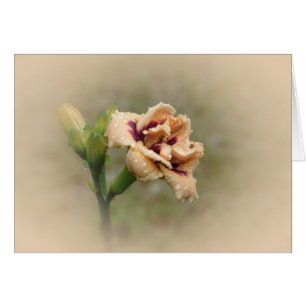Roswitha - Daylily