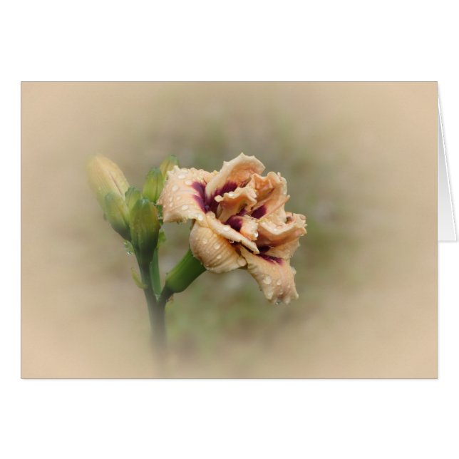 Roswitha - Daylily (Anverso (Horizontal))