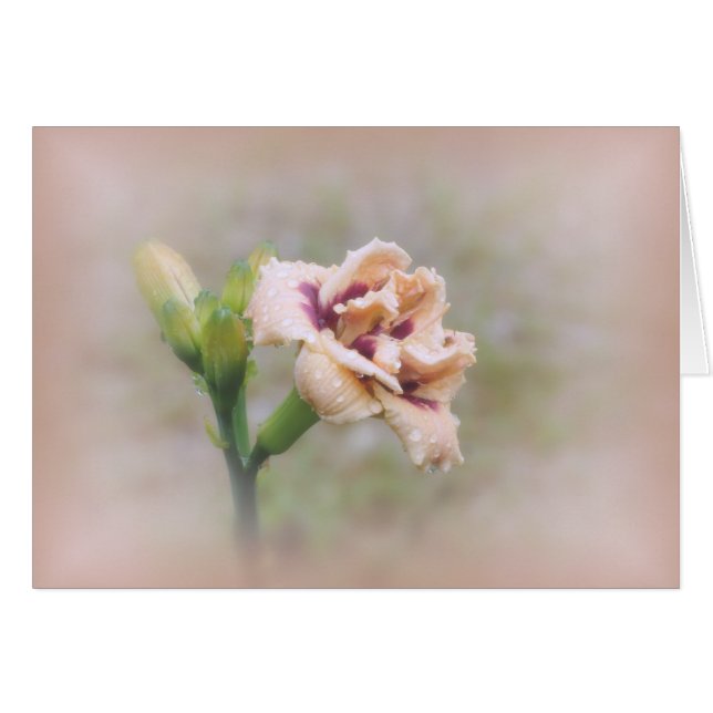 Roswitha Daylily Floral - Pastel (Anverso (Horizontal))