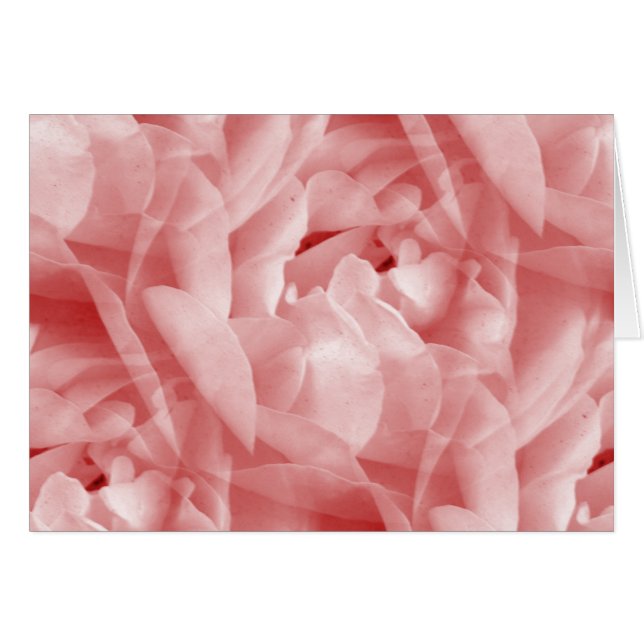 Rosy Rosa (Anverso (Horizontal))