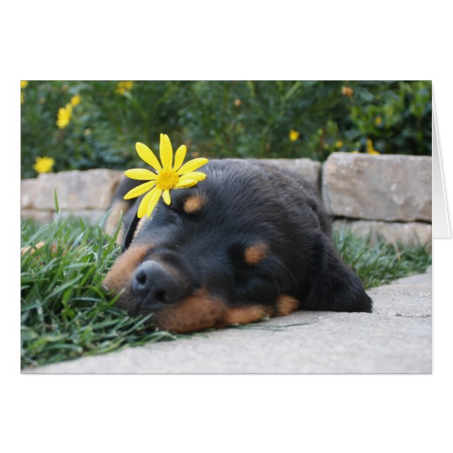 Rottweiler (Anverso (Horizontal))