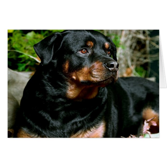 Rottweiler (Anverso (Horizontal))