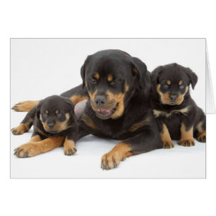 Rottweiler con dos perritos