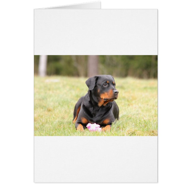 Rottweiler Dog (Frente)