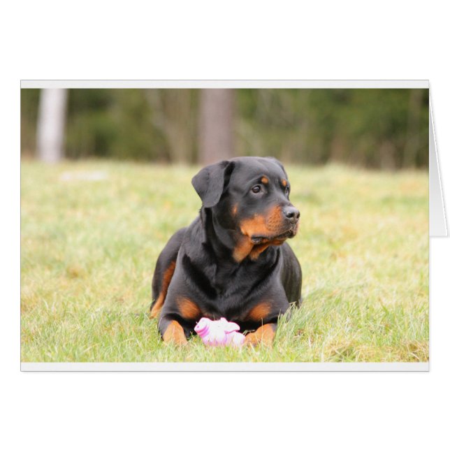 Rottweiler Dog (Anverso (Horizontal))