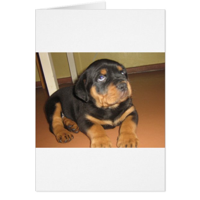 Rottweiler_puppy (Frente)