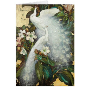 Rotura de pavos reales blancos