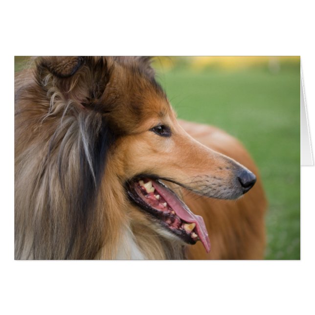 Rough Collie Face (Anverso (Horizontal))