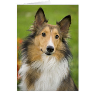 Rough Collie, perro