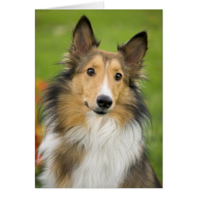 Rough Collie, perro (Frente)