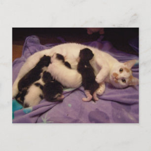 Roxy con postal de gatitos