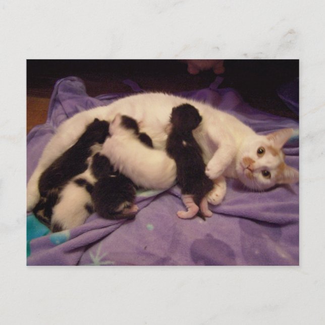 Roxy con postal de gatitos (Anverso)